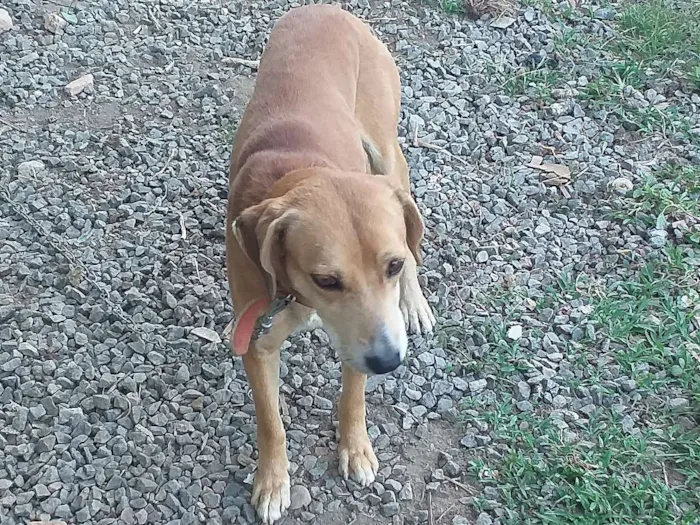 Cachorro ra a Viralata idade 6 ou mais anos nome Bidu