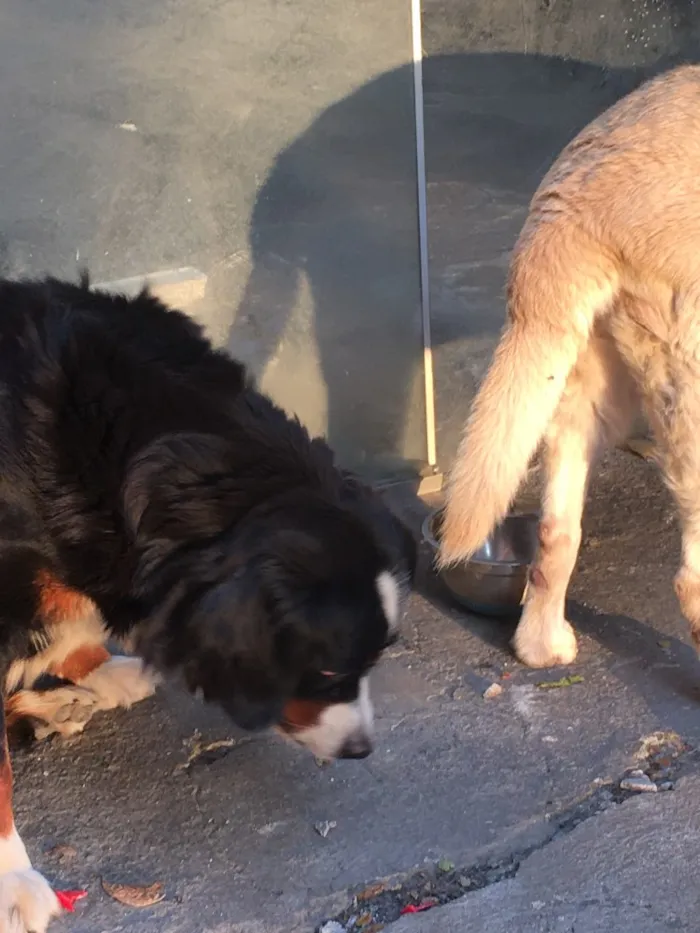 Cachorro ra a Labrador idade 3 anos nome Luna/princesa 