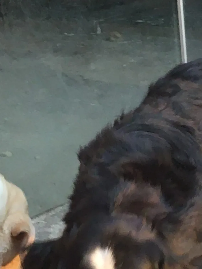 Cachorro ra a Labrador idade 3 anos nome Luna/princesa 