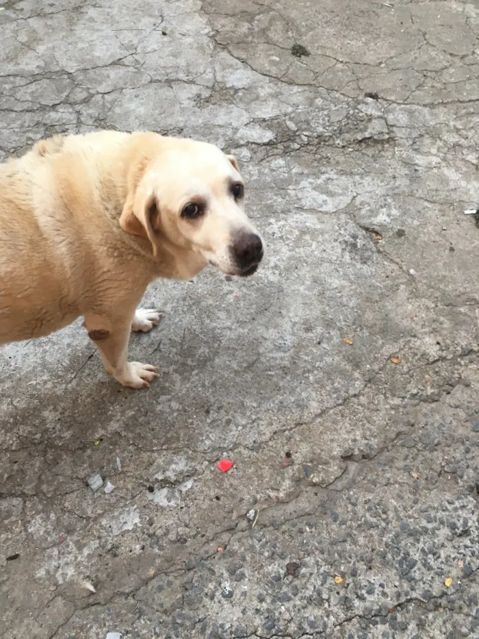 Cachorro ra a Labrador idade 3 anos nome Luna/princesa 