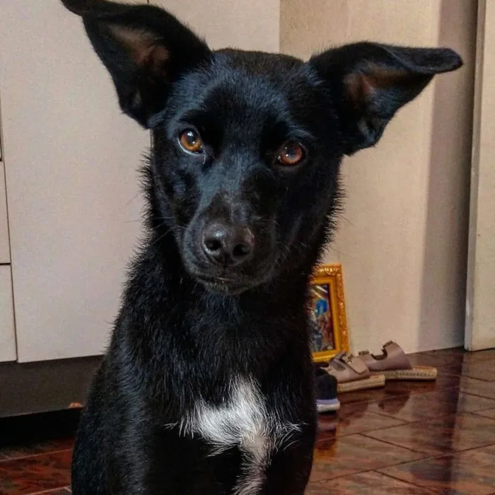 Cachorro ra a Viralata idade 1 ano nome Rayka