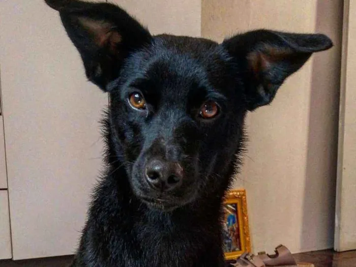 Cachorro ra a Viralata idade 1 ano nome Rayka