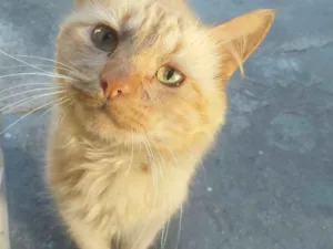 Gato raça desconhecida idade 3 anos nome GeGe