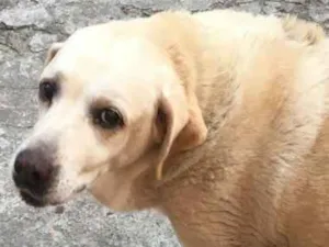 Cachorro raça Labrador idade 3 anos nome Luna/princesa 