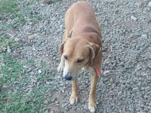 Cachorro raça Viralata idade 6 ou mais anos nome Bidu