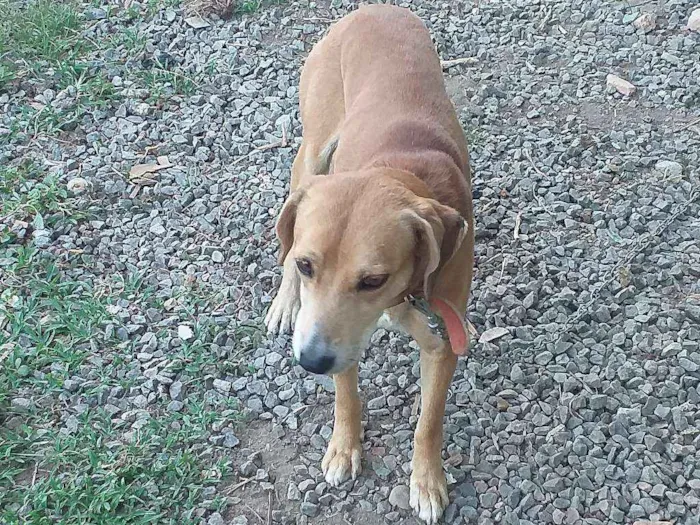 Cachorro ra a Viralata idade 6 ou mais anos nome Bidu