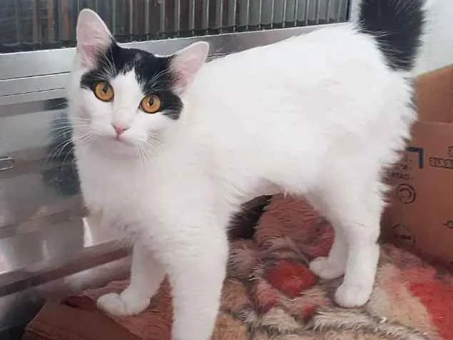 Gato ra a srd idade 1 ano nome Bettie