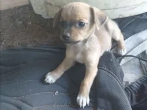 Cachorro raça SRD idade Abaixo de 2 meses nome Sem nome 