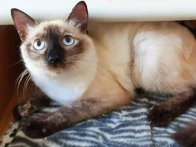 Gato ra a srd idade 2 a 6 meses nome Clarice