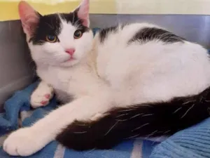 Gato raça srd idade 2 a 6 meses nome Tico