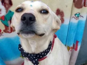 Cachorro raça Srd idade 2 anos nome Cristal 