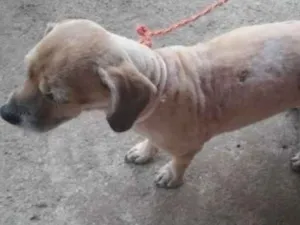 Cachorro raça SRD idade  nome Nino