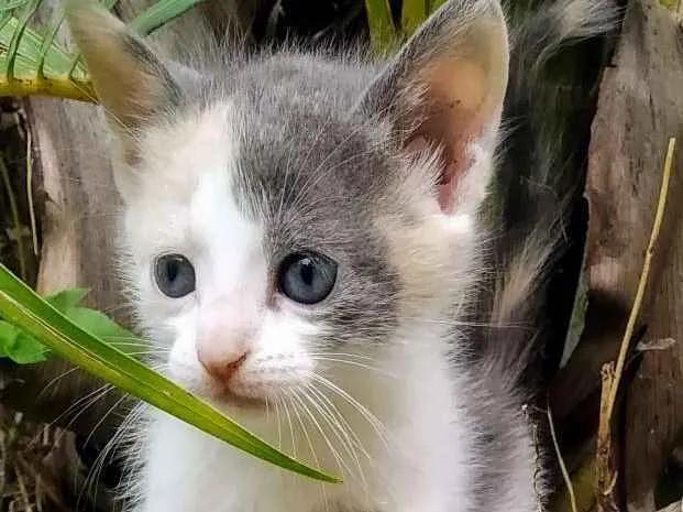 Gato raça Sem raça definida idade Abaixo de 2 meses nome Filhotes