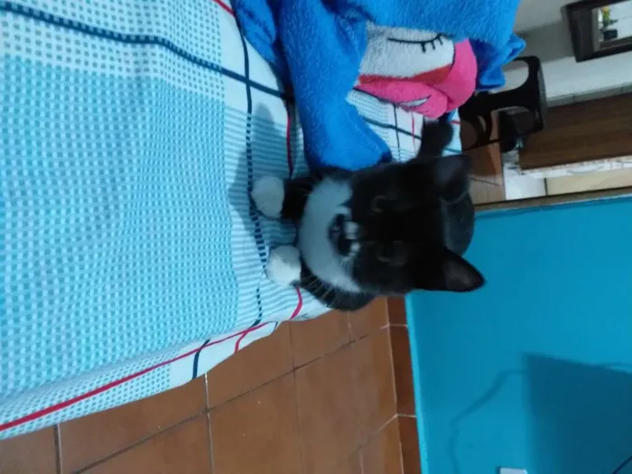 Gato ra a Srd idade 2 a 6 meses nome Catarina