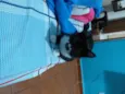 Catarina