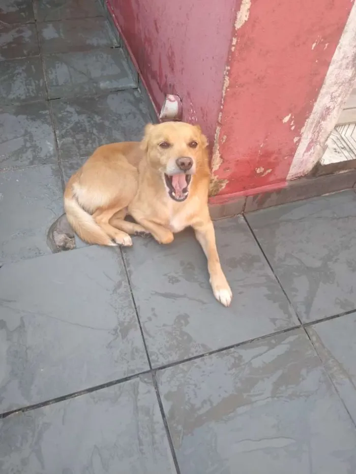 Cachorro ra a Não definida idade 6 ou mais anos nome Thor 