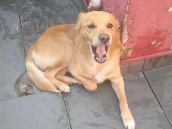 Cachorro ra a Não definida idade 6 ou mais anos nome Thor 