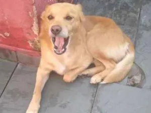 Cachorro raça Não definida idade 6 ou mais anos nome Thor 