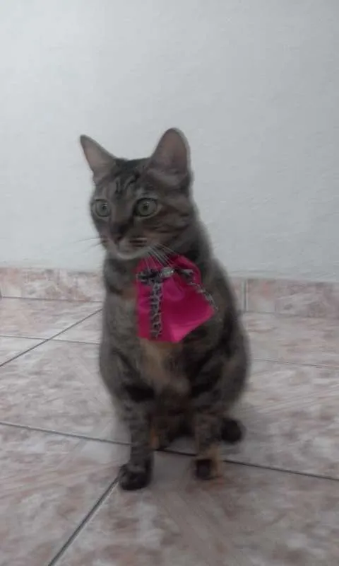 Gato ra a Não definida idade 5 anos nome Messalina