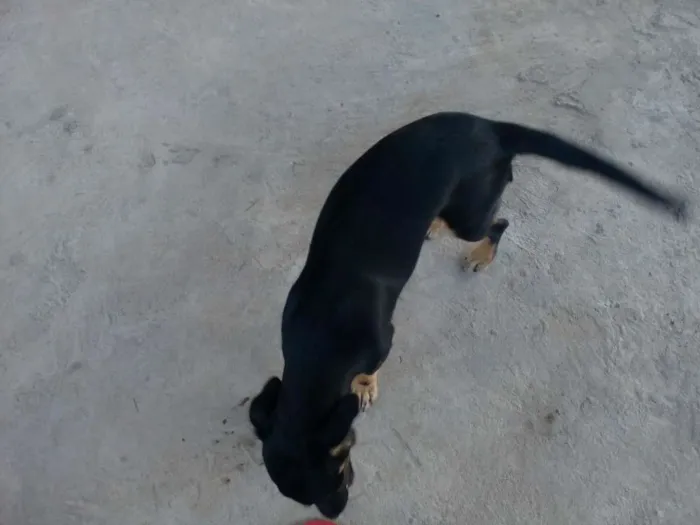 Cachorro ra a Mistura com salsicha idade 2 a 6 meses nome Maya