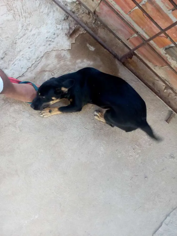 Cachorro ra a Mistura com salsicha idade 2 a 6 meses nome Maya