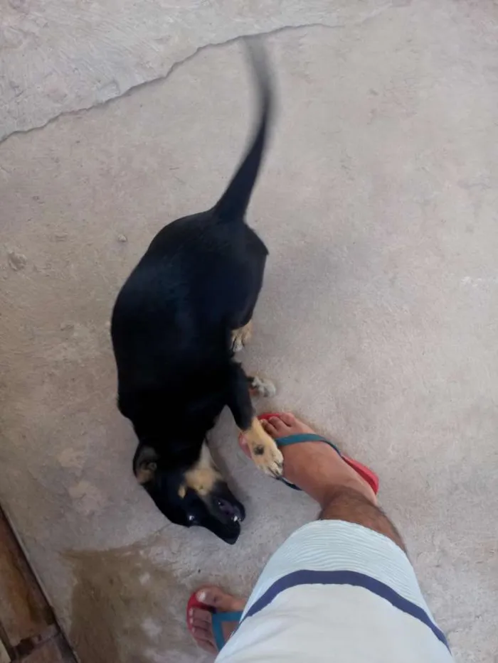 Cachorro ra a Mistura com salsicha idade 2 a 6 meses nome Maya