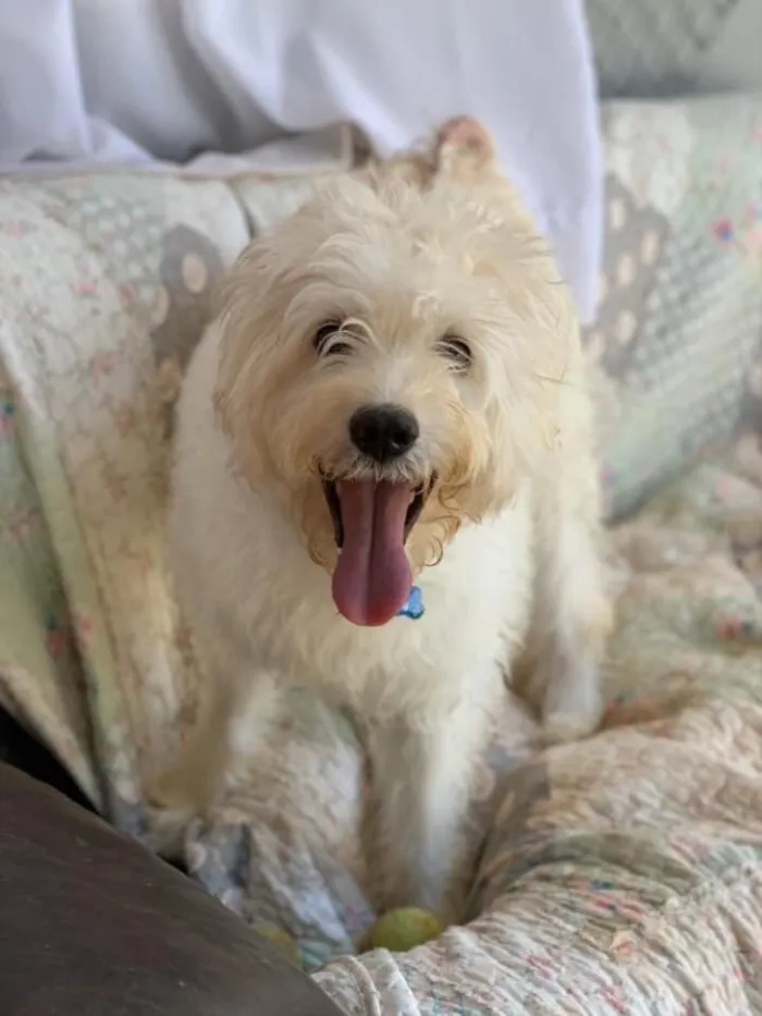 Cachorro ra a SRD idade 5 anos nome Tobby