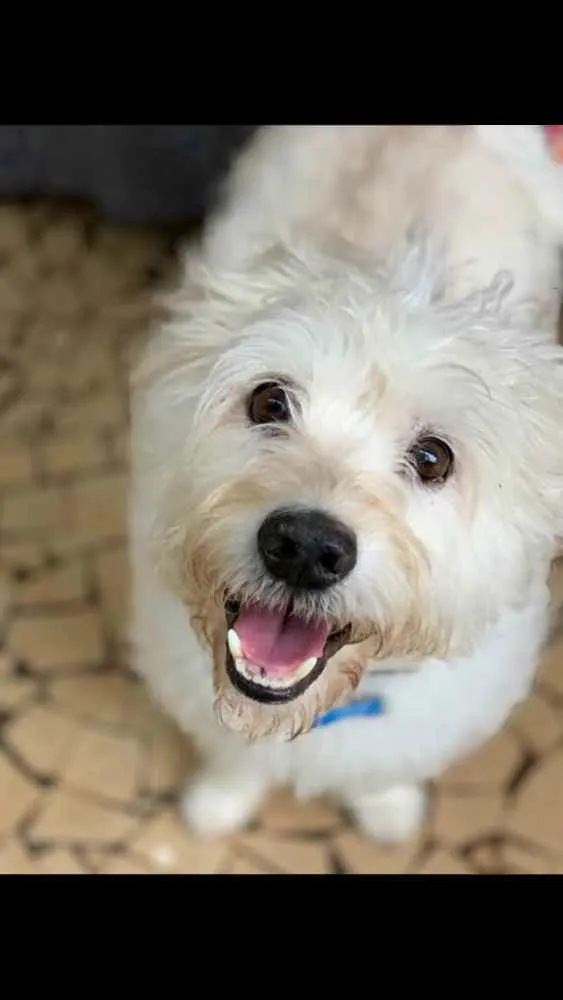 Cachorro ra a SRD idade 5 anos nome Tobby
