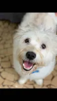 Tobby