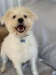 Tobby