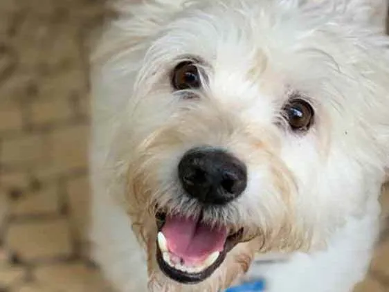 Cachorro ra a SRD idade 5 anos nome Tobby