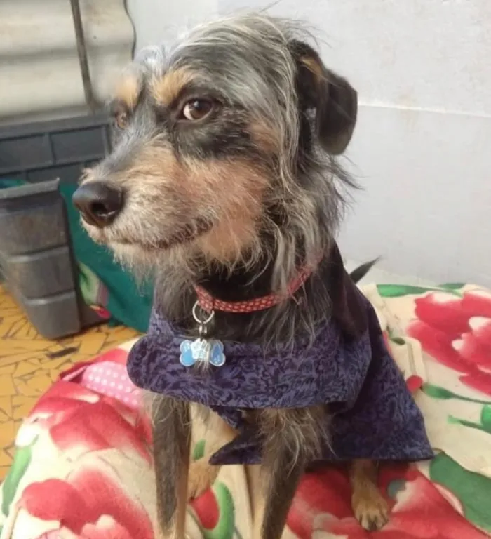 Cachorro ra a SRD idade 2 anos nome Kiron