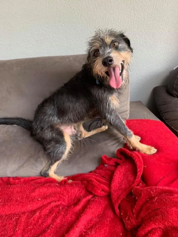 Cachorro ra a SRD idade 2 anos nome Kiron