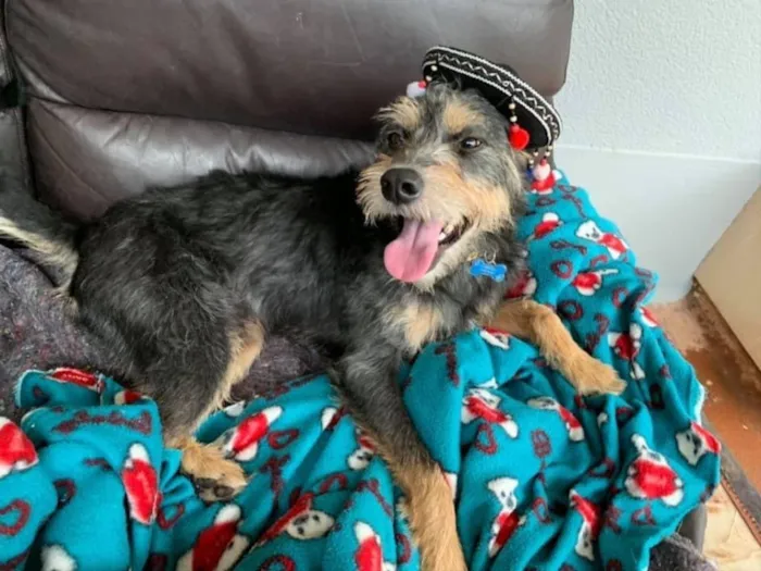 Cachorro ra a SRD idade 2 anos nome Kiron