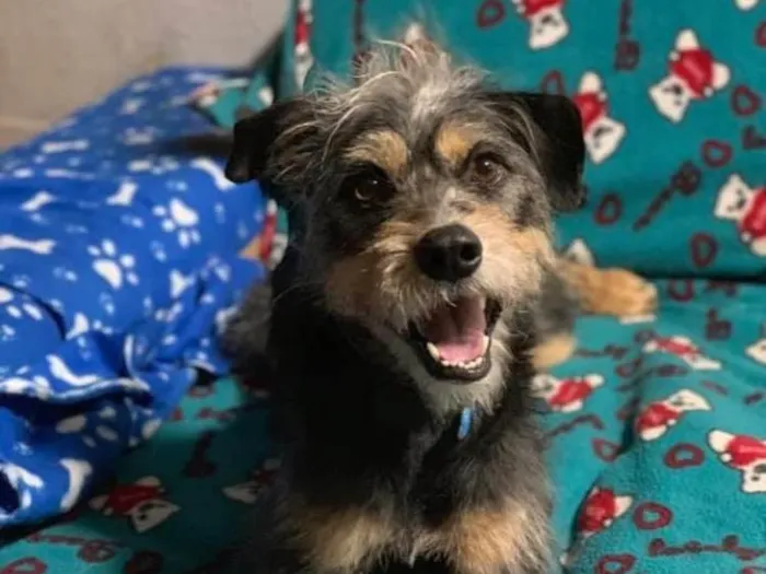 Cachorro ra a SRD idade 2 anos nome Kiron