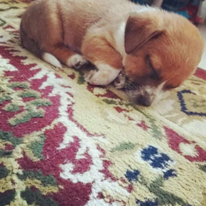 Cachorro raça SRD idade Abaixo de 2 meses nome Filhote Renata