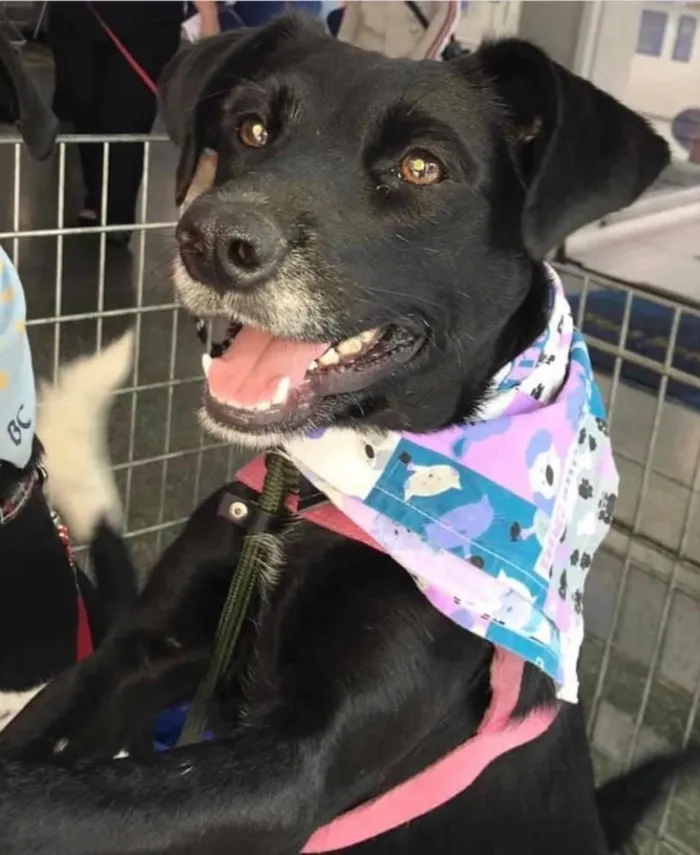 Cachorro ra a Srd idade 5 anos nome Estela