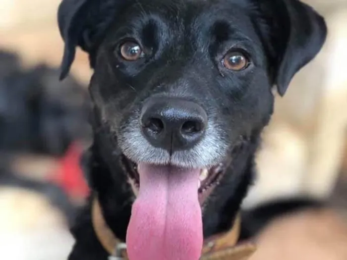 Cachorro ra a Srd idade 5 anos nome Estela