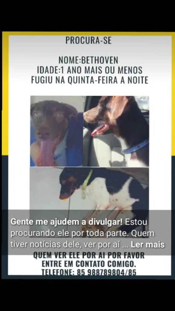 Cachorro ra a Srd idade 1 ano nome Bethoven