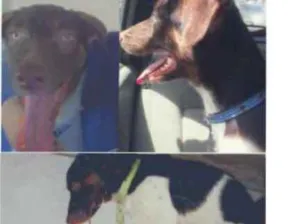 Cachorro raça Srd idade 1 ano nome Bethoven