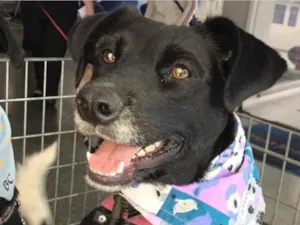 Cachorro raça Srd idade 5 anos nome Estela