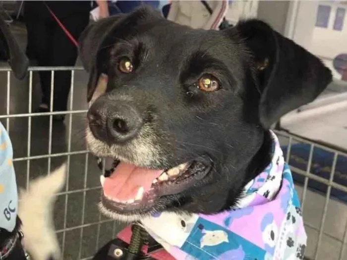 Cachorro ra a Srd idade 5 anos nome Estela