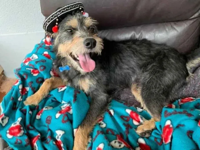 Cachorro ra a SRD idade 2 anos nome Kiron