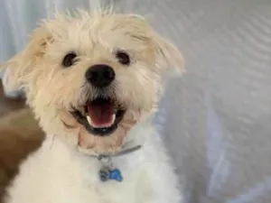 Cachorro raça SRD idade 5 anos nome Tobby