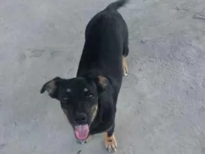 Cachorro raça Mistura com salsicha idade 2 a 6 meses nome Maya