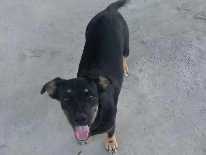 Cachorro ra a Mistura com salsicha idade 2 a 6 meses nome Maya