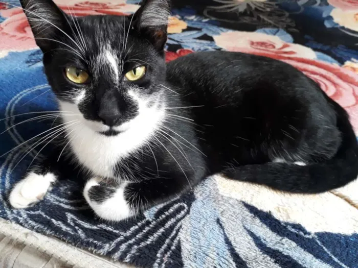 Gato raça  idade 1 ano nome Belinha