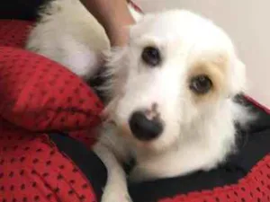 Cachorro raça Indefinida idade 1 ano nome Luna