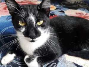 Gato raça  idade 1 ano nome Belinha