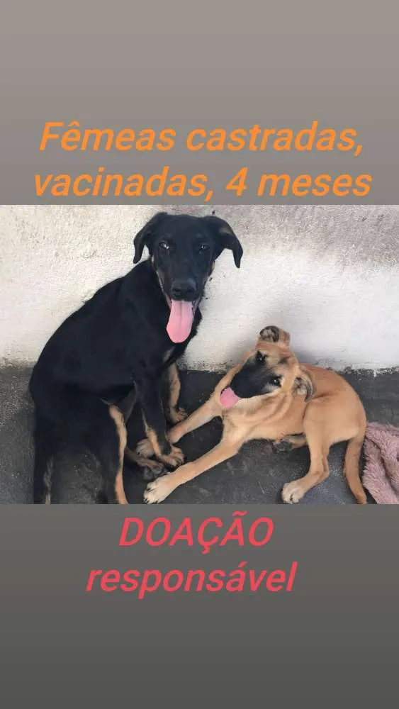 Cachorro ra a Srd idade 2 a 6 meses nome Diana e Matilda